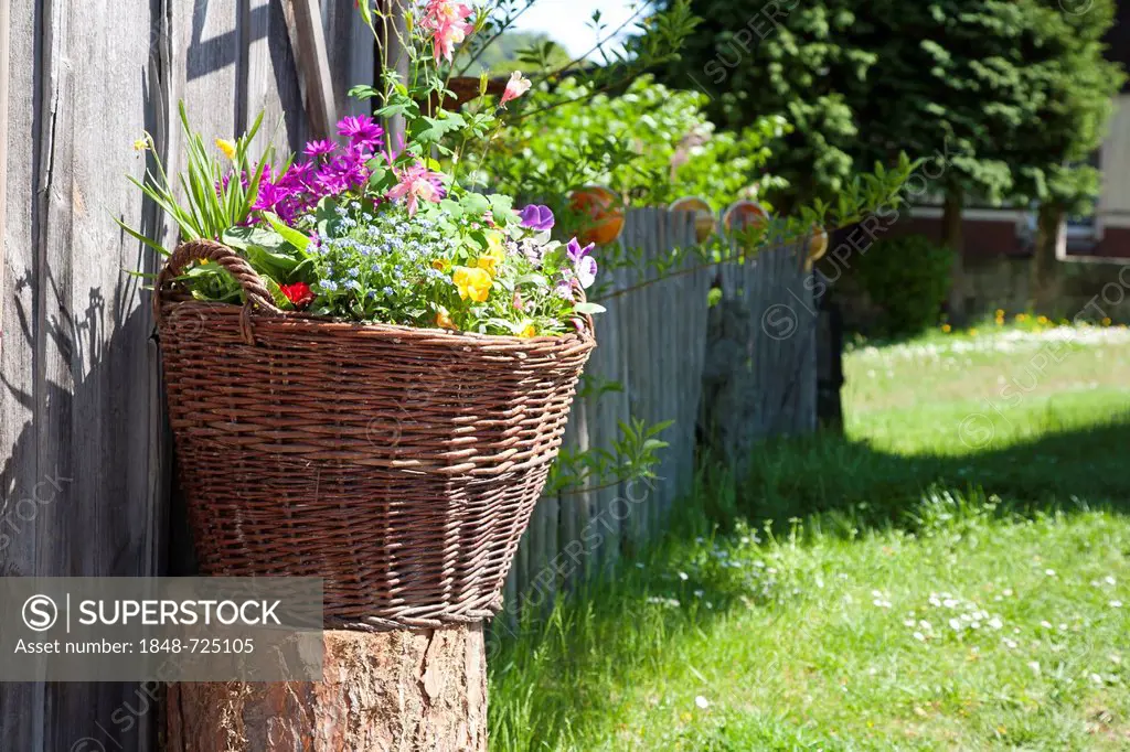 Basket with colorful flowers at a wooden wall, fence, lawn, garden, Saxony, Germany, Europe