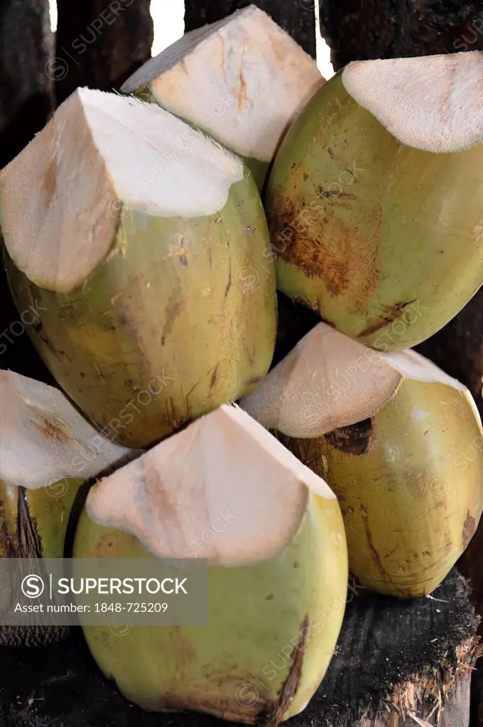 Coconuts ready for drinking, coconut water as a beverage, near Trinidad, Sancti Spiritus Province, Cuba, Greater Antilles, Central America, America