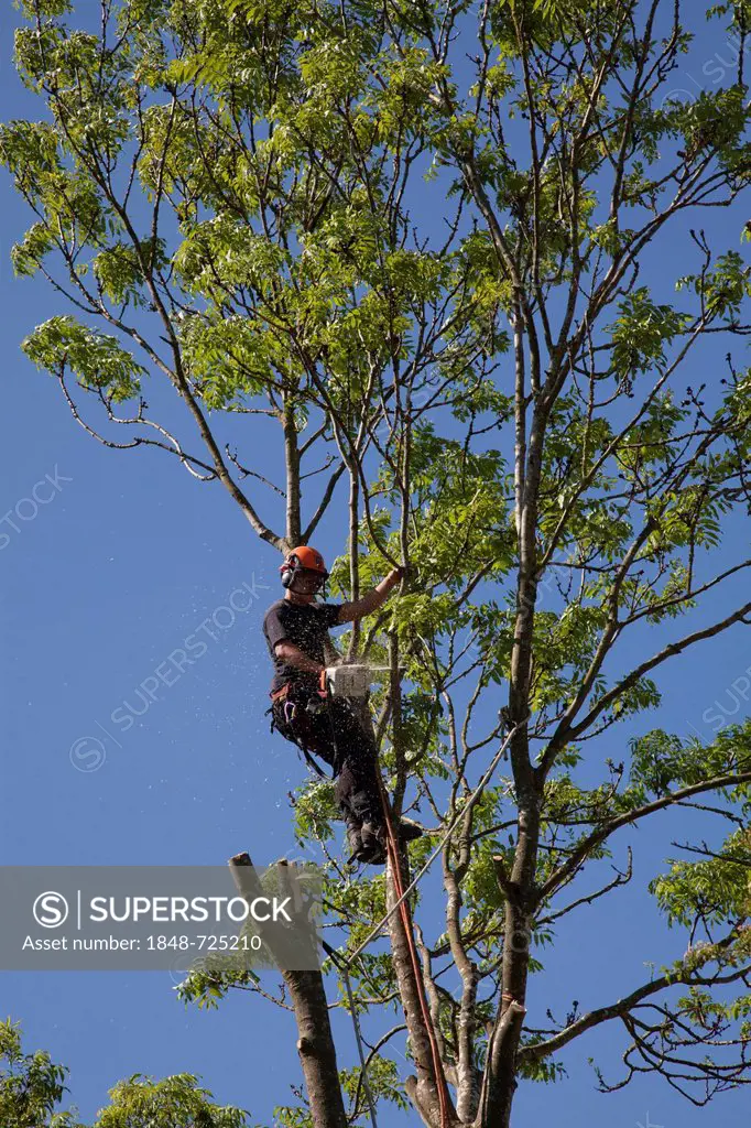 Tree surgeon working high in a tree with a chainsaw felling tree, Hampshire, England, United Kingdom, Europe
