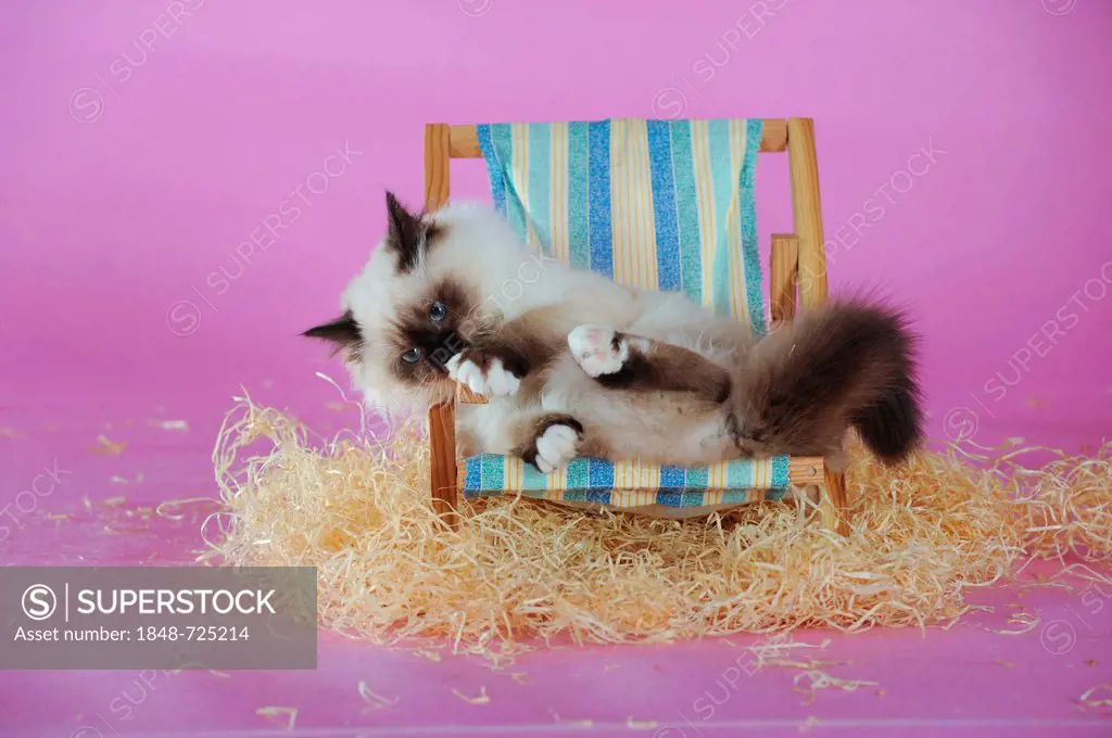Birman cat lying in a mini deckchair and licking its paw