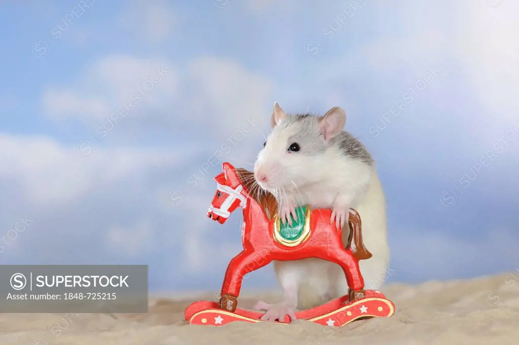 Fancy Rat, husky coloured, holding onto a red mini rocking horse