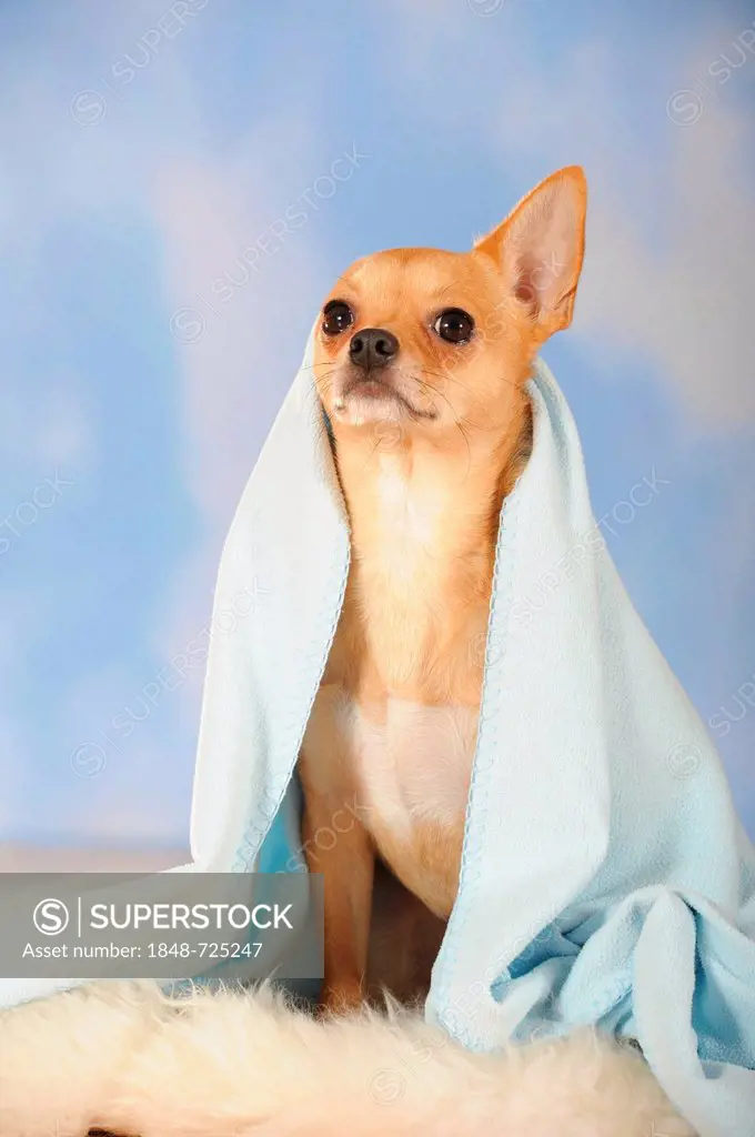 Chihuahua sitting on a sheepskin under a blue blanket