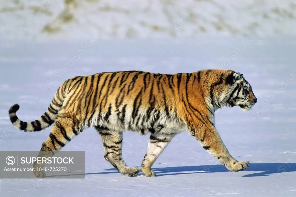 Siberian Tiger (Panthera tigris altaica), in the snow, Siberia Tiger Park, Harbin, China