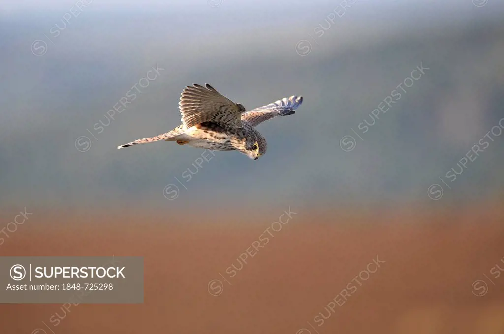 Kestrel (Falco tinnunculus), hovering, Germany, Europe