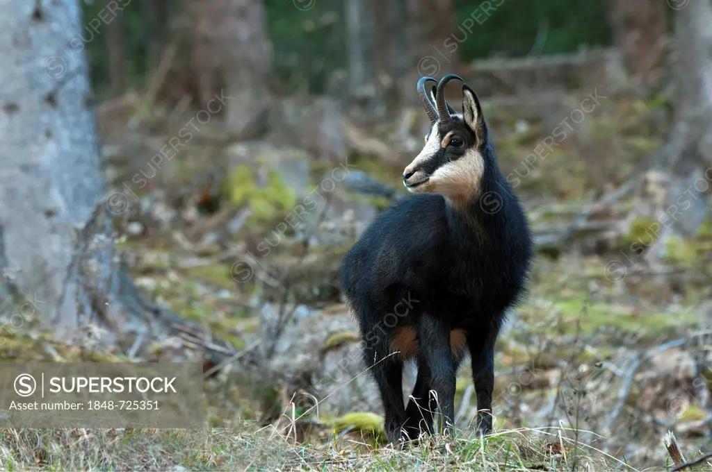 Chamois (Rupicapra rupicapra), Stallental valley, Karwendel range, Tyrol, Austria, Europe