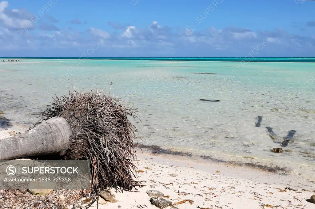 Fallen palm tree, Caya Coco, north coast, Cuba, Greater Antilles, Caribbean, Central America, America