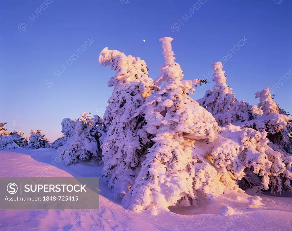 Snow covered Norway spruces (Picea abies) on Mt Brocken, moon in the sky, Harz mountain range, Saxony-Anhalt, Germany, Europe