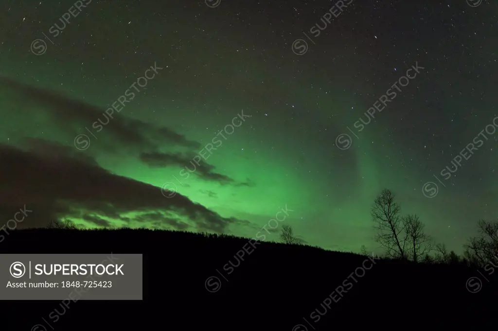 View of a tree and hillside silhouetted against the Northern Lights, aurora borealis, on the road northeast of Seljelvenes, near Baksfjord, in the Tro...