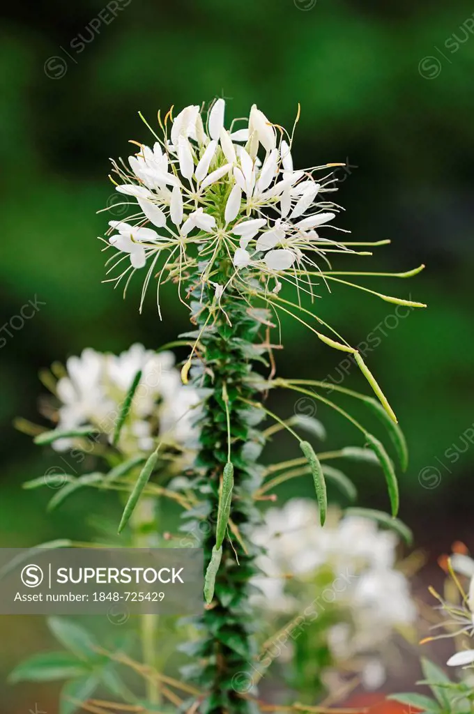 Spider flower or spider plant (Cleome spinosa, Cleome hassleriana, Tarenaya hassleriana), native to South America