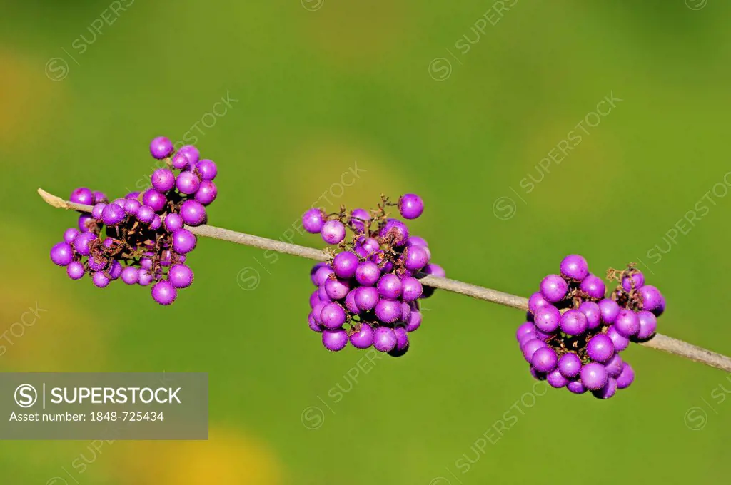 Bodinier Beautyberry (Callicarpa giraldii, Callicarpa bodinieri var. giraldii), branch with fruit, native to China