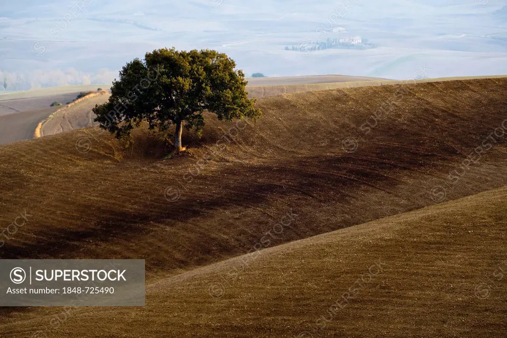 Fields below Pienza in autumn, Tuscany, Italy, Europe