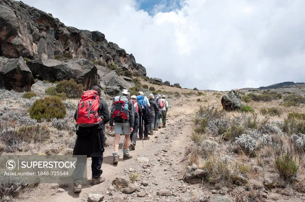 Mountaineering, trekking, group of mountaineers ascending, above tree line on the path near Zebra Rocks, Marangu route, Mount Kilimanjaro, Kibo, Tanza...