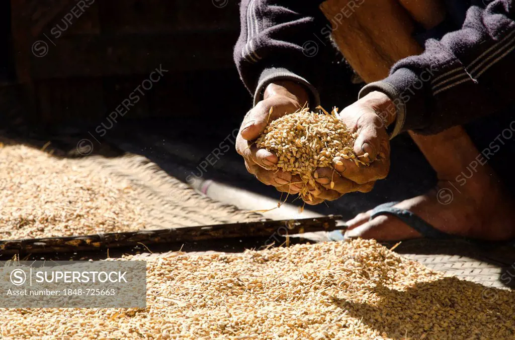 Harvest time on the Apatani plateau in Ziro region, Hong village, Arunachal Pradesh, India, Asia
