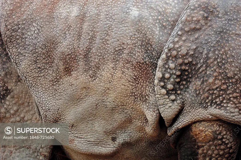 Indian Rhinoceros, Greater One-horned Rhinoceros and Asian One-horned Rhinoceros (Rhinoceros unicornis), detail view of skin, Asian species, captive, ...