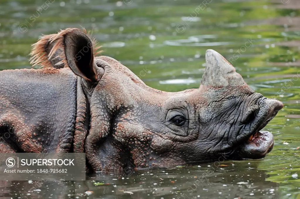 Indian Rhinoceros, Greater One-horned Rhinoceros and Asian One-horned Rhinoceros (Rhinoceros unicornis), in water, Asian species, captive, Czech Repub...