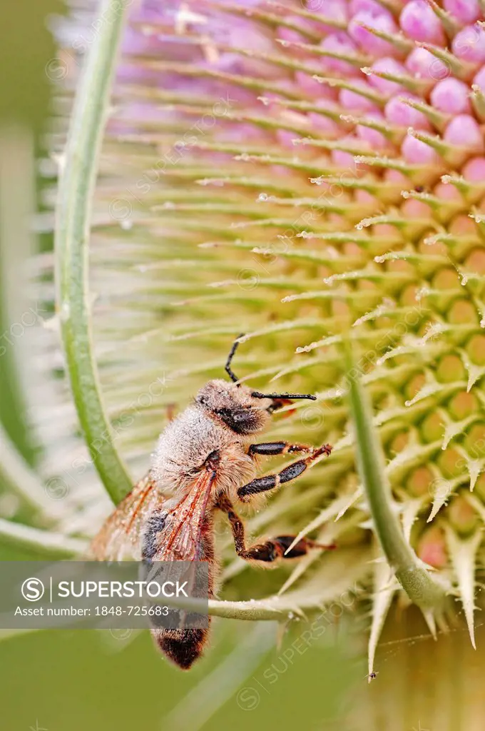 Honey Bee (Apis mellifera), covered with dew, on thistle flower, North Rhine-Westphalia, Germany