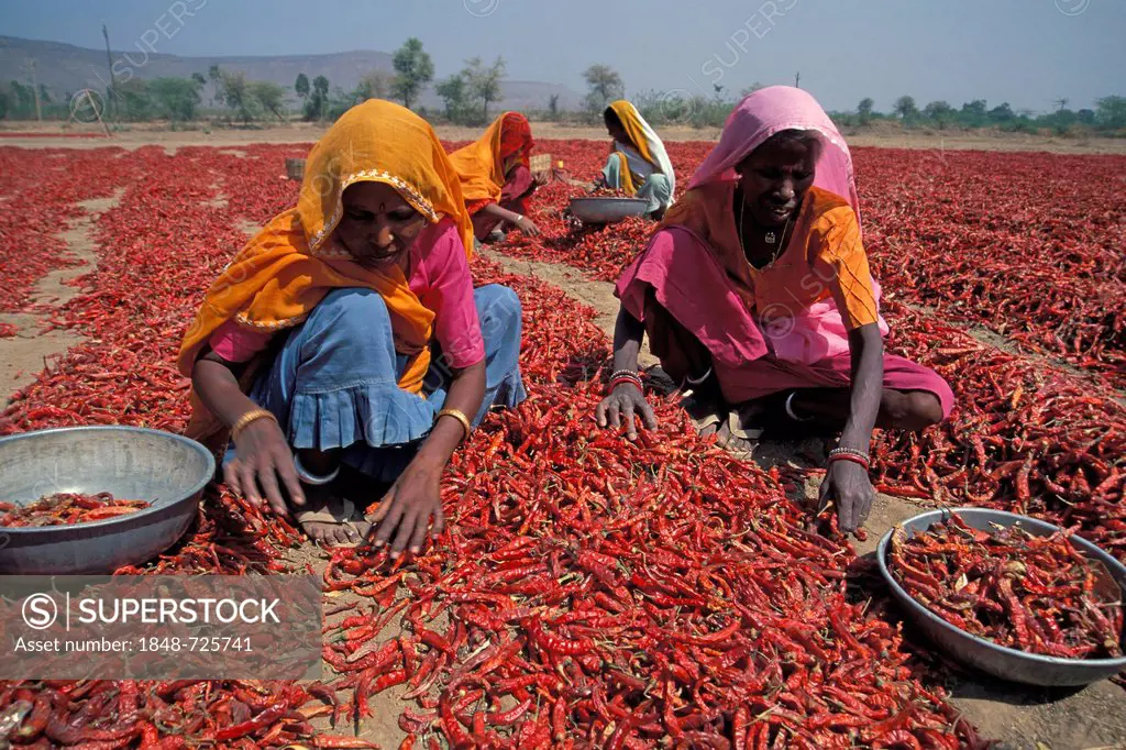 Women during the chili harvest, Madhya Pradesh, India, Asia