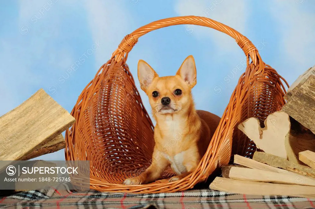 Chihuahua lying in a wicker basket next to logs