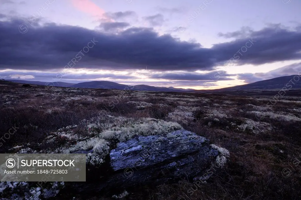 Fjell landscape at dawn, Dalholen, Norway, Europe