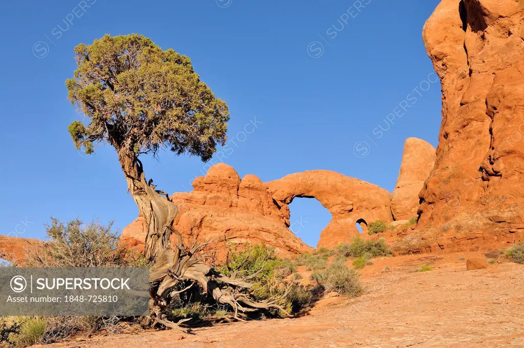 Utah Juniper (Juniperus osteosperma), Turret Arch, rock bridge or natural arch in Arches National Park, Utah, USA