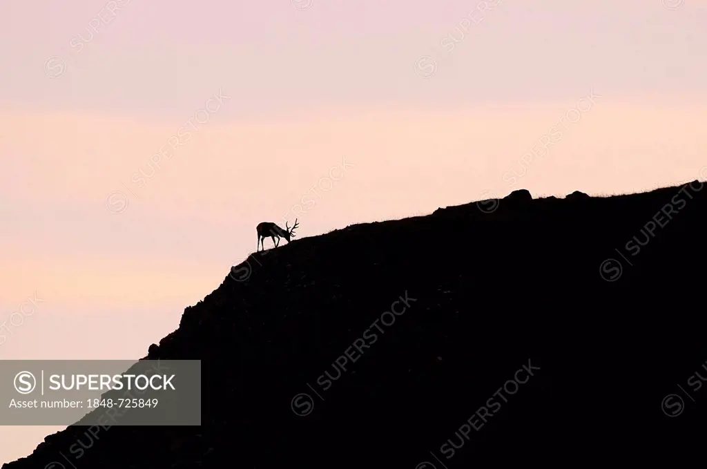 Red Deer (Cervus elaphus), with backlighting, Nauders Alm alpine pasture, Karwendel Mountains, Tyrol, Austria, Europe