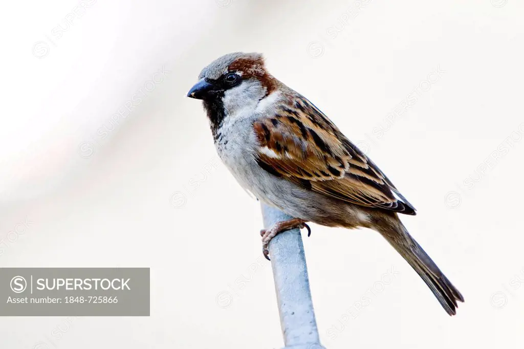 House Sparrow (Passer domesticus), Berlin, Germany, Europe