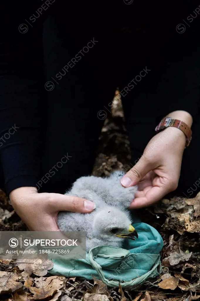 Three week old Buzzard (Buteo buteo) in the hands of an assistant after being taken down from a tree to be ringed, Berlin, Germany, Europe