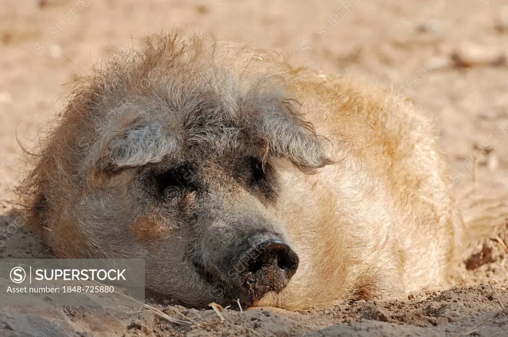 Mangalica Pig, Mangalitza Pig, Woolly Pig (Sus scrofa domestica), domestic pig, North Rhine-Westphalia, Germany, Europe