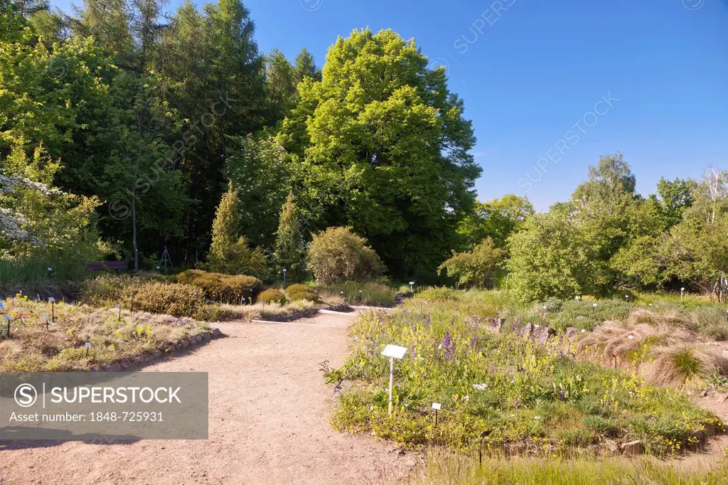 Botanical Garden of the Technical University of Dresden on Boselspitze Mountain, Coswig, Saxon Elbe, Saxony, Germany, Europe