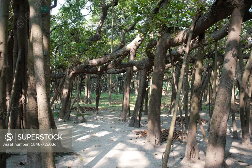 Aerial roots of the Great Banyan, a Banyan Fig (Ficus benghalensis), the world's largest fig tree, Acharya Jagadish Chandra Bose Indian Botanic Garden...