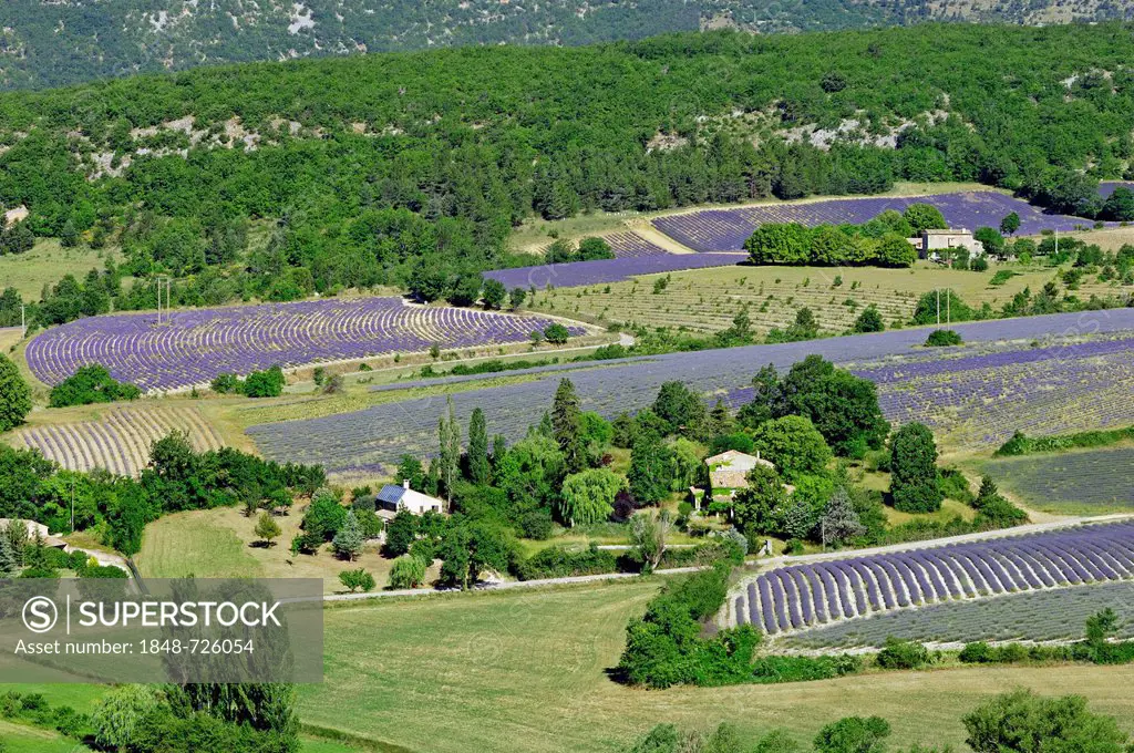 Agricultural land with fields of Lavender (Lavandula angustifolia), Vaucluse, Provence-Alpes-Cote d'Azur, Southern France, France, Europe, PublicGroun...