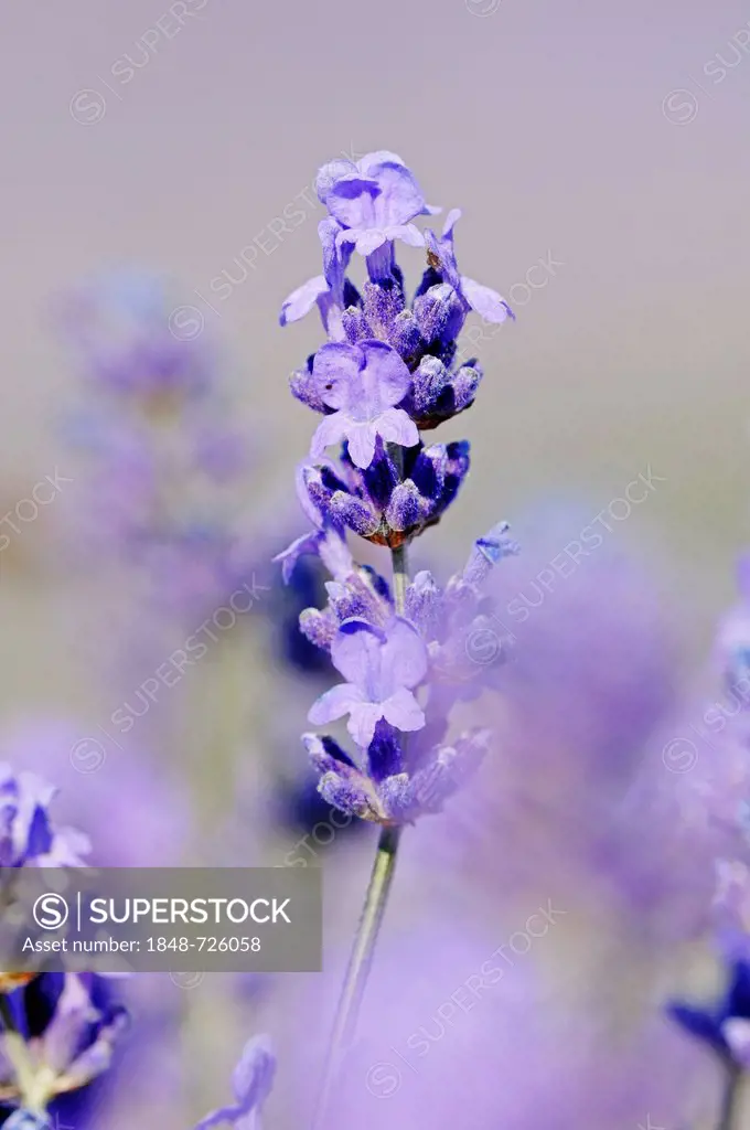 Lavender (Lavandula angustifolia), Vaucluse, Provence-Alpes-Cote d'Azur, Southern France, France, Europe