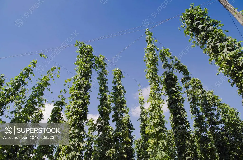 Field of Hops (Humulus), hops cultivation in the Hallertau, Holledau or Hollerdau area, Mainburg, Bavaria, Germany, Europe