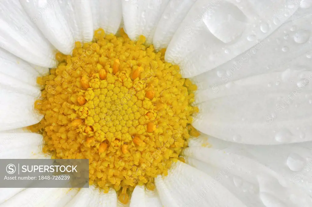 Ox-eye daisy (Leucanthemum vulgare, Chrysanthemum leucanthemum), flower detail with water droplets, North Rhine-Westphalia, Germany, Europe
