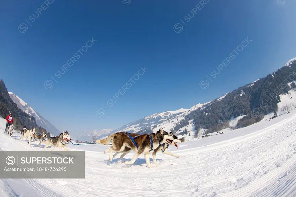 Sled dog race on snow, Lenk, Canton Bern, Switzerland, Europe