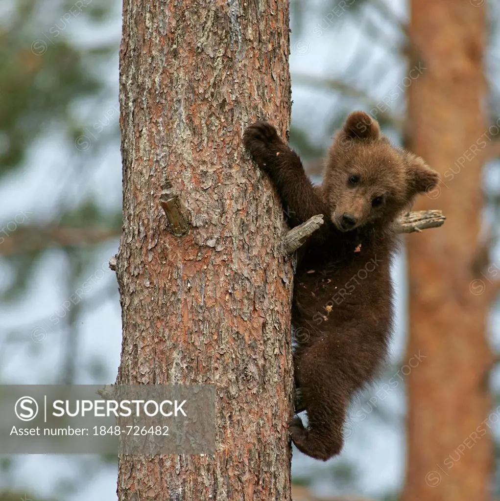 Brown bear (Ursus arctos) cub climbing a tree, Karelia, Finland, Europe