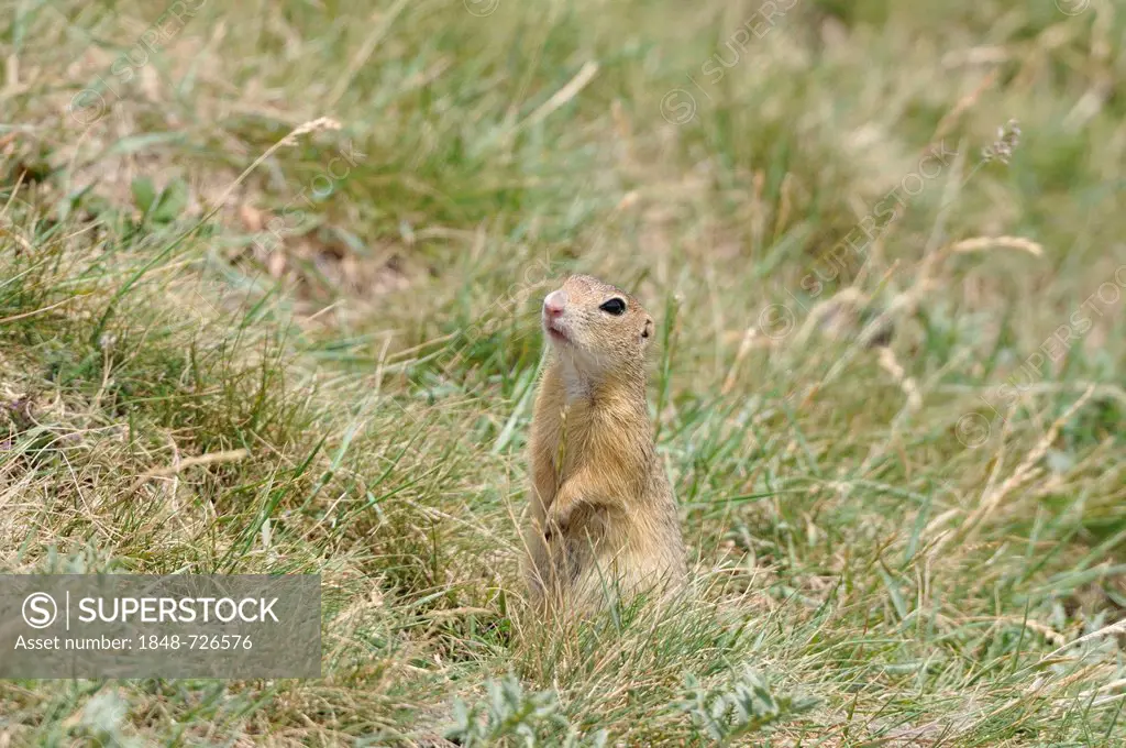 European ground squirrel or European Souslik (Spermophilus citellus), at Raná, Czech Republic, Europe