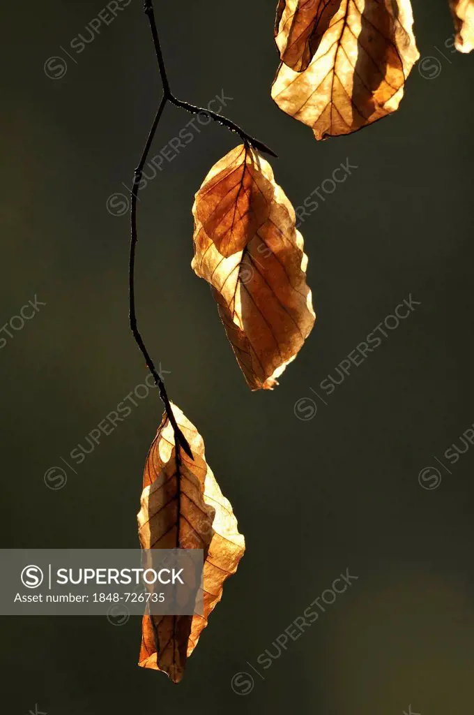 Dried leaves of a beech tree (Fagus sylvatica), Leipzig floodplain forest, Saxony, Germany, Europe