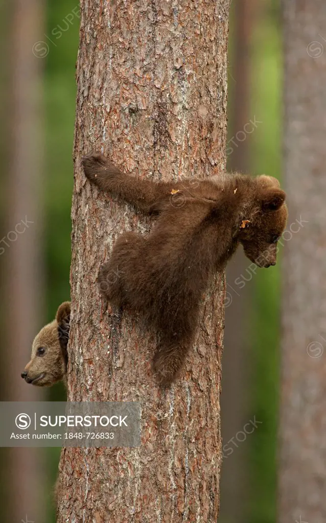 Brown bear (Ursus arctos) cub climbing a tree, Karelia, Finland, Europe