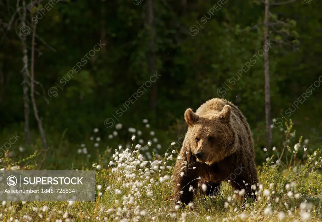 Brown bear (Ursus arctos), Karelia, Finland, Europe