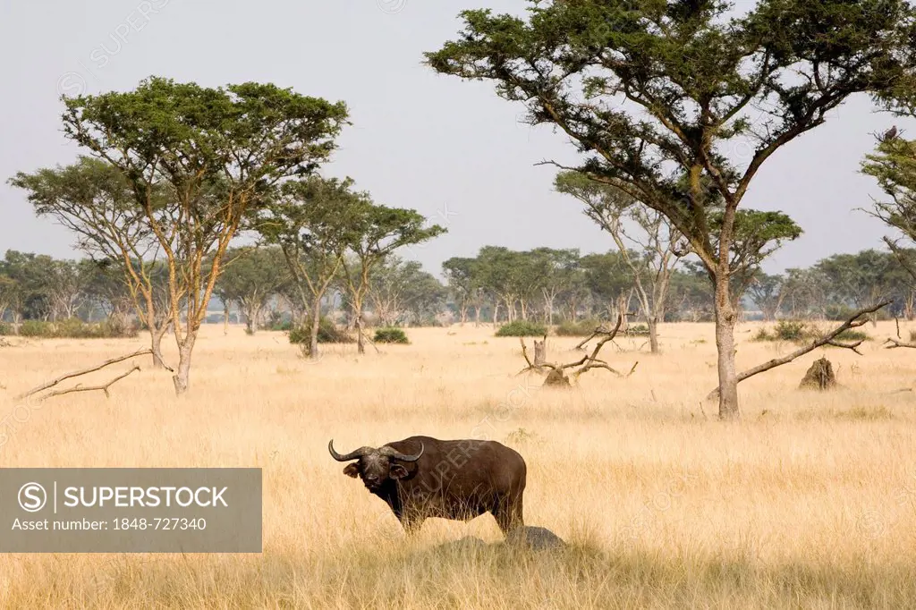 African buffalo (Syncerus caffer), dry savannah near Ishasha, Queen Elizabeth National Park, Uganda, Africa