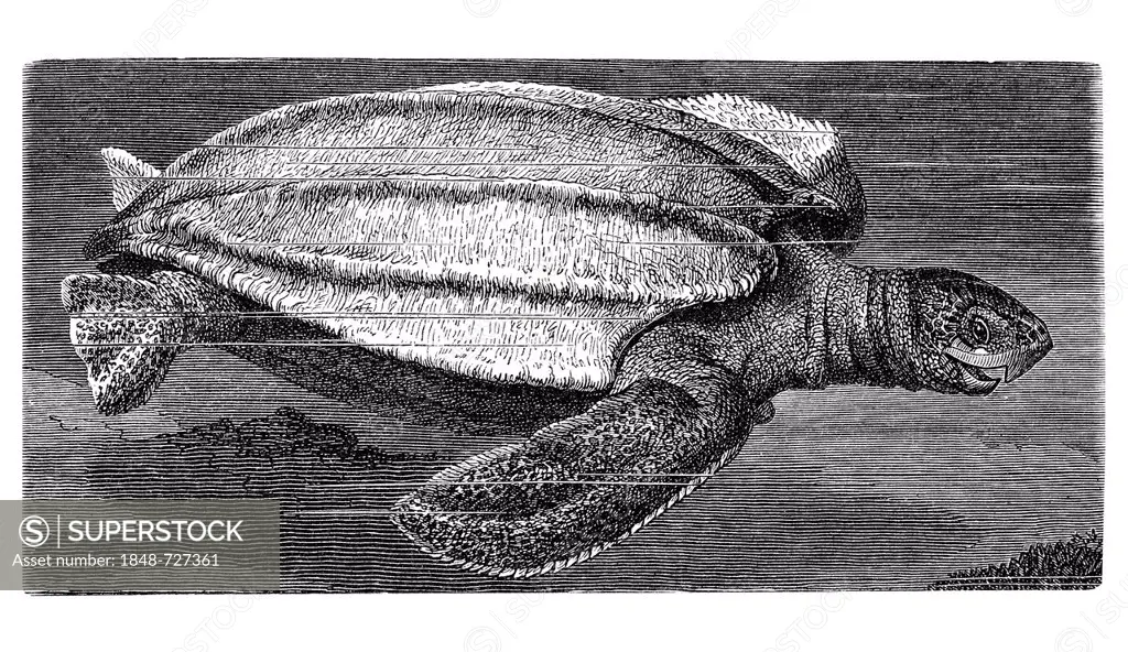 Leatherback sea turtle (Dermatochelys coriacea), historic image, Meyers Konversations-Lexikon encyclopedia, 1897