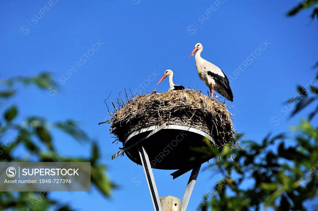 White Storks (Ciconia ciconia), pair on a nest against a blue sky, Kuhlrade, Mecklenburg-Western Pomerania, Germany, Europe