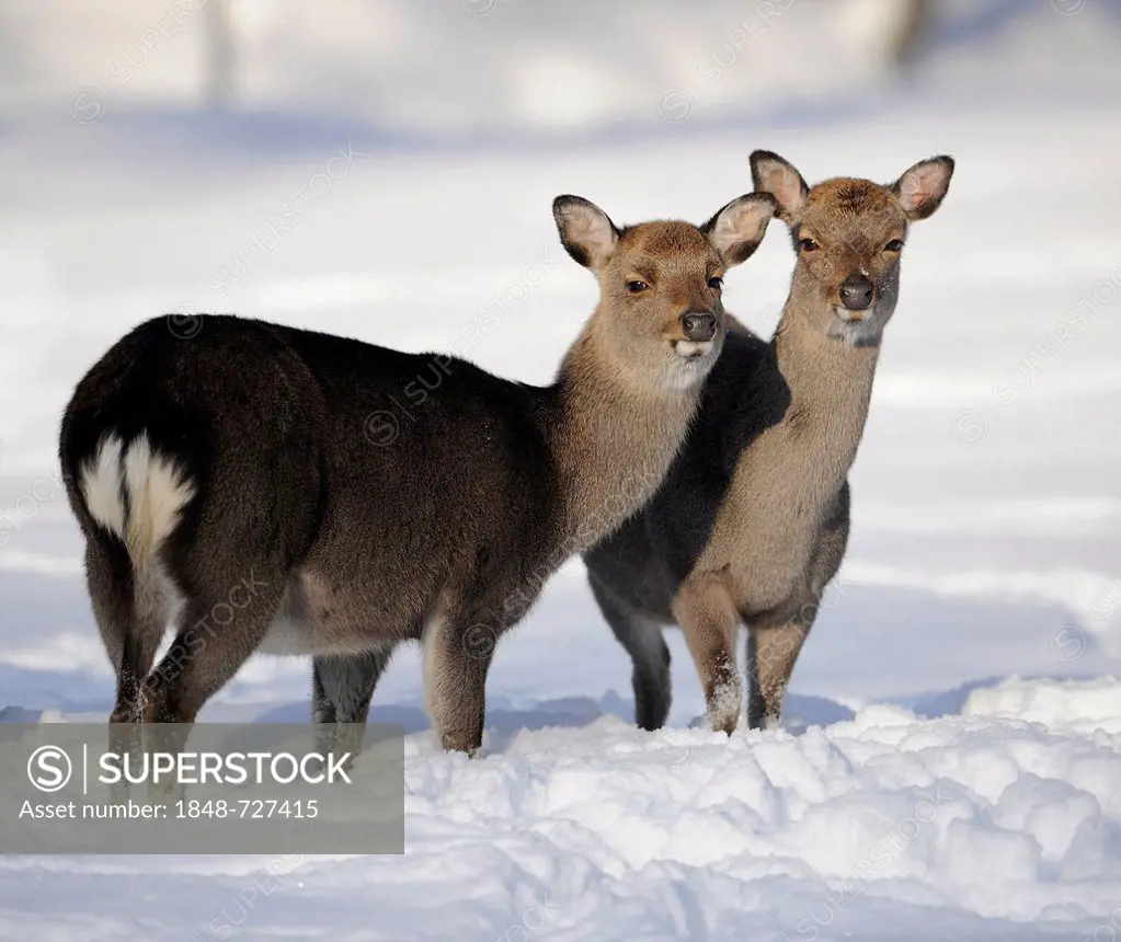 Sika deer or Japanese deer (Cervus nippon), hinds in winter coat, in the snow, Bavarian Forest, Germany, Europe