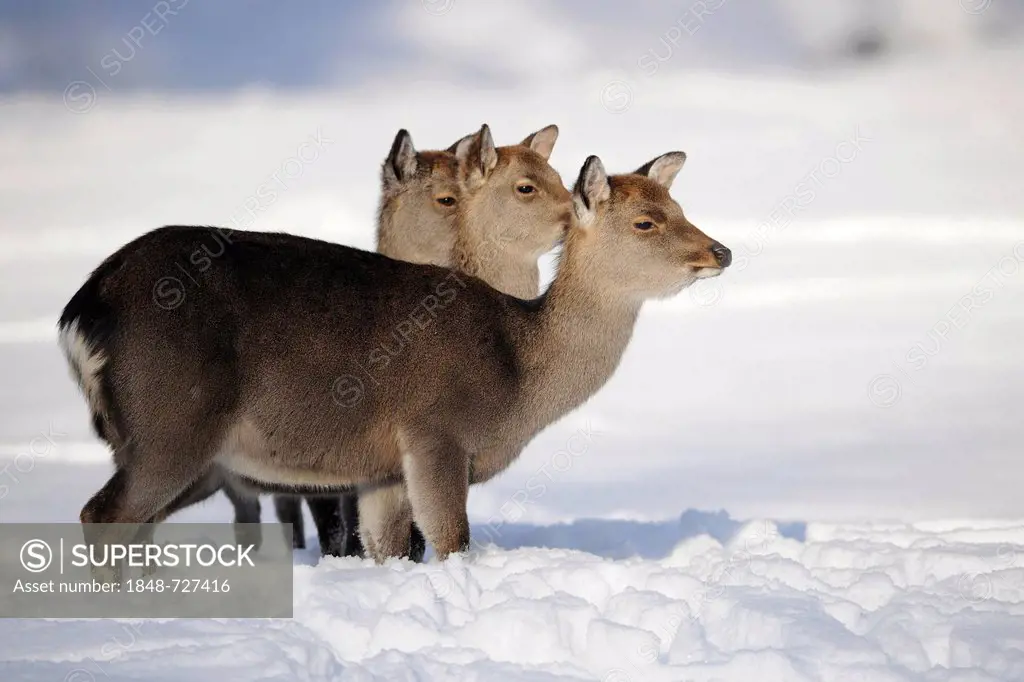 Sika deer or Japanese deer (Cervus nippon), hinds in winter coat, in the snow, Bavarian Forest, Germany, Europe