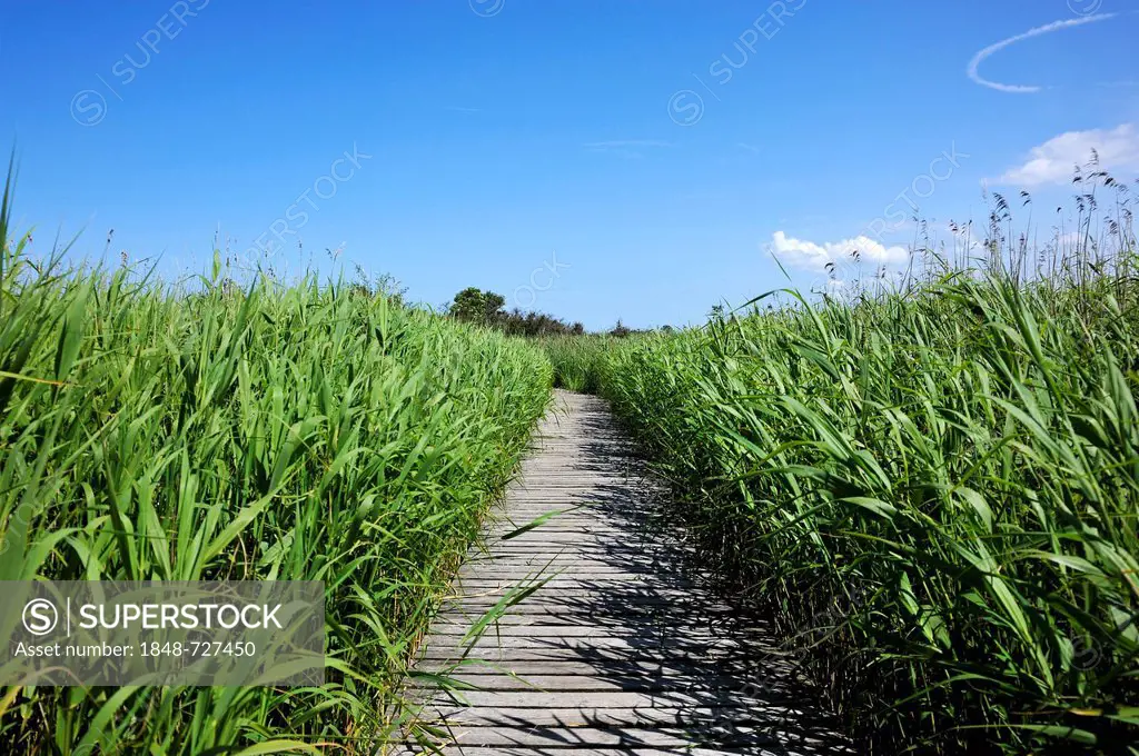 Boardwalk leading through the nature reserve at the Baltic resort of Prerow, left, and reeds (Phragmites australis), right, Darss, Mecklenburg-Western...