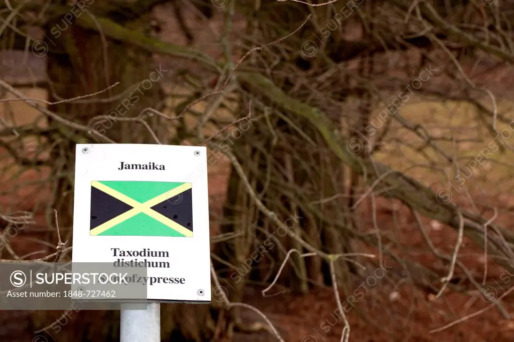 Sign with the national flag and a tree of one of the states Germany has diplomatic relations with, here Jamaica, Bald-cypress (Taxodium distichum), Fr...