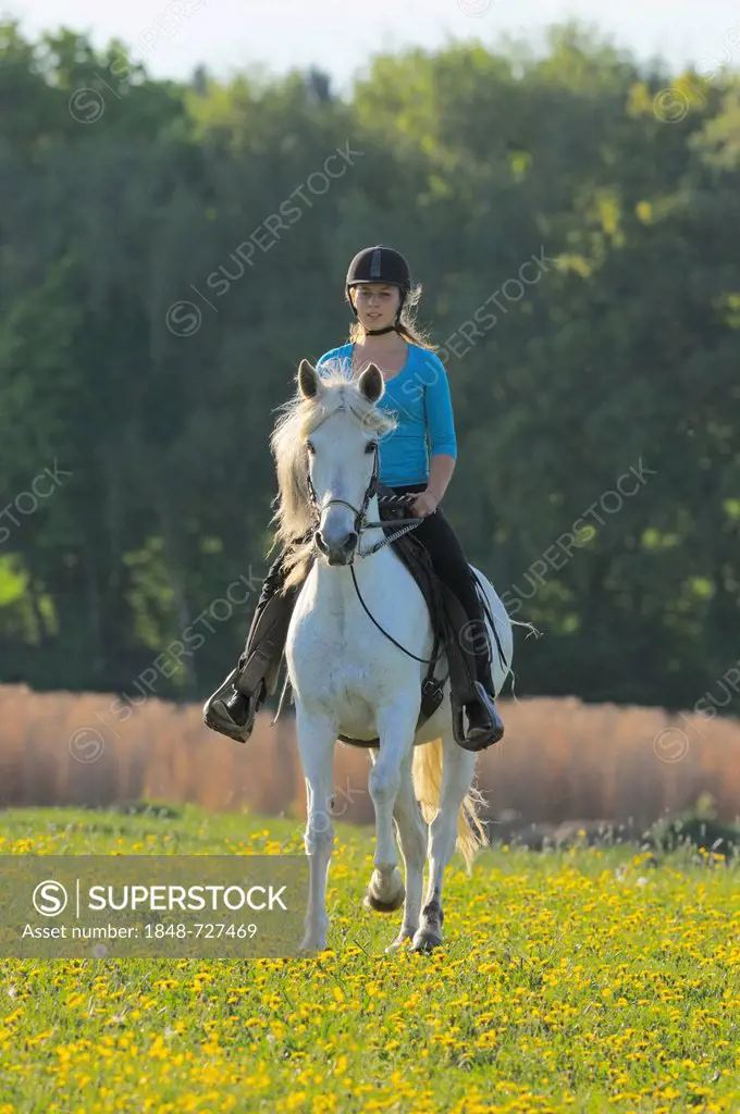 Young girl rider on horseback, Paso Fino mare, riding on a flower meadow, Bavaria, Germany, Europe