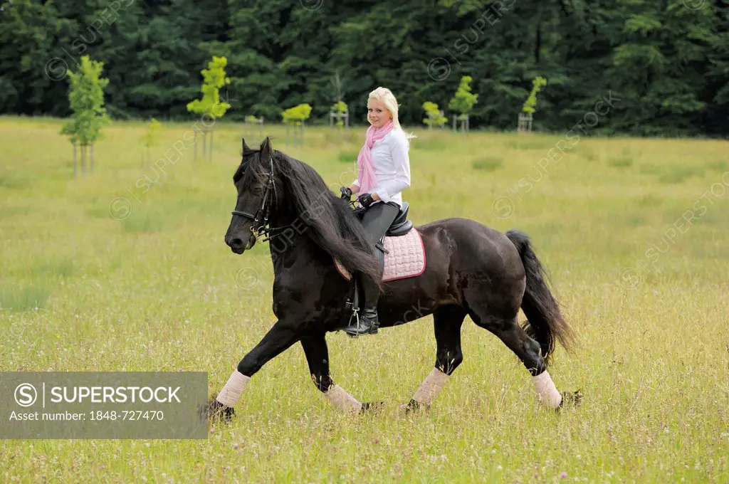 Young woman, 19 years, on horseback, Friesian horse, trotting on a meadow, Bavaria, Germany, Europe