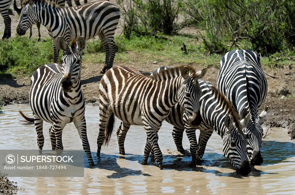 Plains Zebras Equus quagga at a waterhole in Ndutu in Ngorongoro Conservation Area - Tanzania